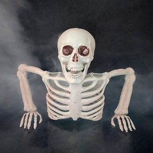 Hvid skelet overkrop Hvid skelet overkrop