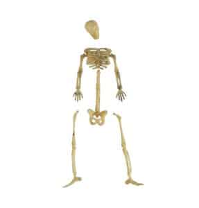 Mini skelet dele