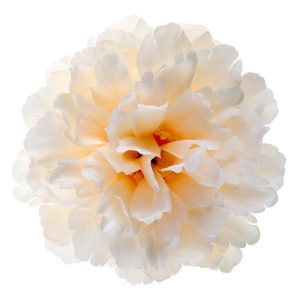 Creme hvid deko pæon blomst